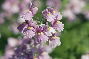Colorful Summer Blooms Drucke: Nemesia sp