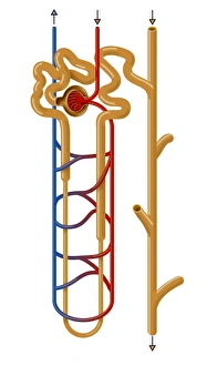 Drucke von Die Struktur des Nephron. Kunstwerk zeichnet die Struktur eines Nephron ab, der funktionelle Filtereinheit einer Niere darstellt Bilder Datiert 2011 Juni: Nierenstruktur, Kunstwerk