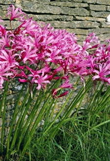 English Garden Plants Drucke: Nerine bowendii