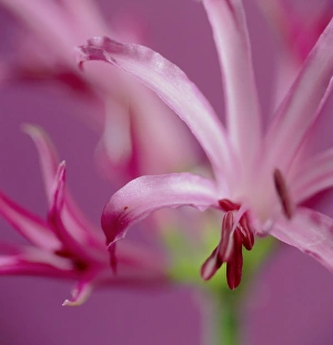 Autumn Flowers Drucke: Nerine flowers