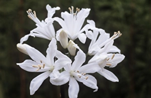 Exotic Flower Species Drucke: Nerine Virgo