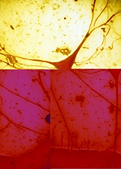 Central Nervous System Cells Drucke: Nerve cell, SEM C013 / 9772