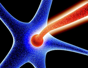 Neural Network Diagram Drucke: Nerve cell synapse, computer artwork