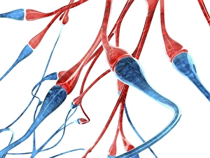 Central Nervous System Anatomy Drucke: Nerve cell synapses, computer artwork