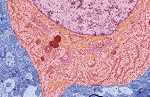 Neuron Structure Drucke: Nerve cell, TEM C013 / 4796