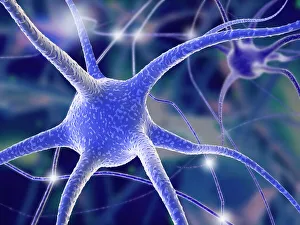 Nerve Cells Drucke: Nerve cells, computer artwork