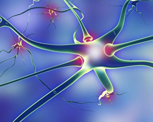 Neurology Images Drucke: Nerve cells and synapses