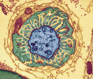 Human Body Anatomy Drucke: Nerve fibre node, TEM