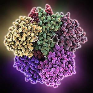 Bilder vom 5. März 2013: Peripheres Nervengewebshormon-Protein-Komplex