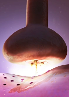 Nerve Synapse Drucke: Nerve synapse, artwork C017 / 3426