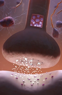 Nerve Synapse Drucke: Nerve synapse, artwork C017 / 3428