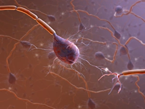 Axon Process Explanation Drucke: Nerve synapse, computer artwork C017 / 3429