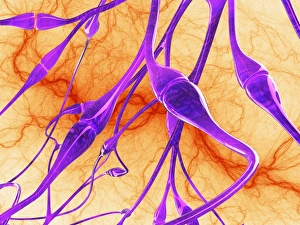 Neuron Communication Drucke: Nerve synapses, artwork