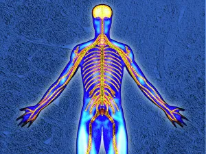 Menschlicher Körper Drucke: Nervensystem
