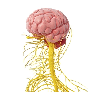 Brain Computer Artwork Drucke: Nervous system of the head, artwork