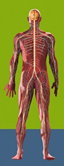Human Nervous System Diagram Drucke: Nervous system, artwork