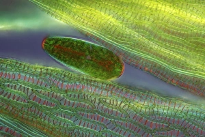 Freshwater Algae Drucke: Netrium desmid, light micrograph C016 / 9591