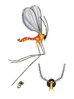 Insect Anatomy Drucke: Nettle gall midge