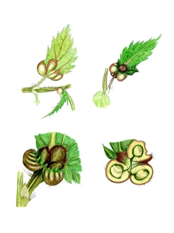 Stinging Nettle Plant Drucke: Nettle leaf galls