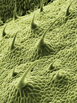 Bilder Datiert 13. August 2009: Stachelblättertrichome im SEM