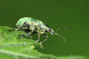 Dorset Wildlife Images Drucke: Nettle weevil on a nettle leaf