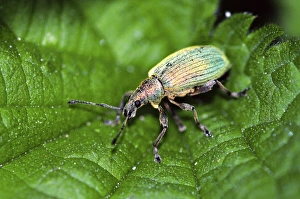 Dorset Wildlife Images Drucke: Nettle weevil on stinging nettle leaf