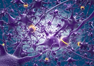 Neural Network Diagram Drucke: Neural network, artwork C013 / 4636