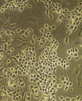 Nervous System Biology Drucke: Neural stem cells