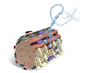 Drucke von Die Neuronenmuskellukus. Computerkunstwerk zeichnet den Lücke zwischen einem Nervenzellen (Nervzelldrüse) und einer Muskeldrüsenzeuge auf, die als Neuronmuskel-Lücke bekannt ist Bilder Datiert 2013 Februar: Nervenmuskelfasernverbindungskörper Kunstwerk