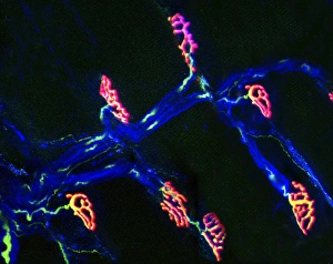 Human Nervous System Anatomy Drucke: Neuromuscular synapse, light micrograph