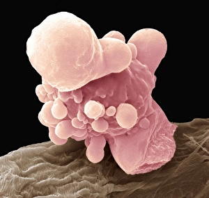 Immune System Cells SEM Drucke: Neutrophil, SEM