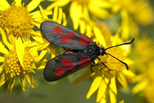 Poland Nature Photography Drucke: New Forest burnet moth