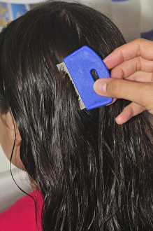 Drucke von Kammbrauen eines jungen Mädchens mit einem Nit-Kamm Bilder Datiert 2010 Dezember: Keine Kombination