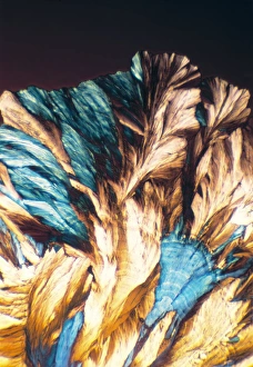 Polarised Light Microscopy Drucke: NMDA crystals, light micrograph