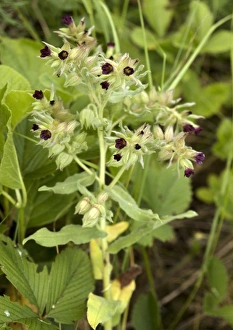 Wild Orchids Europe Drucke: Nonea pulla