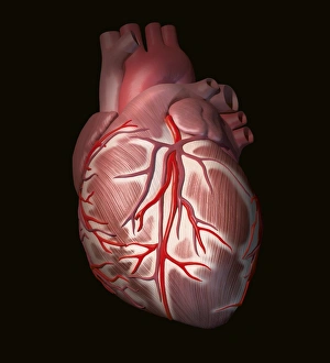 Heart Attack Symptoms Drucke: Normal human heart, artwork