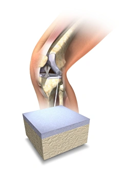 Femur Tibia Fibula Bones Drucke: Normal human knee, artwork