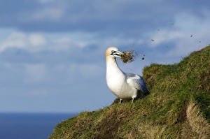 Morus Bassanus Habitat Drucke: Northern gannet