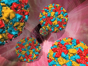 RNA Viruses Drucke: Norwalk virus particles