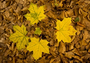 Maple Tree Images Drucke: Norway maple leaves