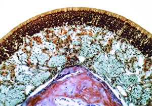 Drucke von Die Nasenmukosa. Lichtmikroskopische Abbildung einer Schnittstelle durch die Nasenmukosa (die Gewebe, die den Luftweg der Nase umhüllt), in der Region über dem Gaumenschwert Bilder Datiert 2007 Oktober: Rachenmukosa, Lichtmikroskopbild
