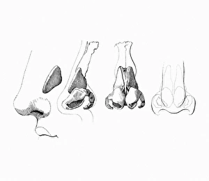Respiratory System Artwork Drucke: Noses