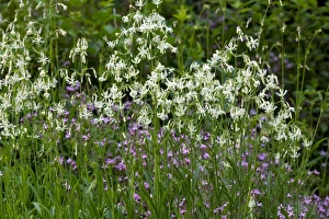 Wildflowers In France Drucke: Nottingham catchfly (Silene nutans)
