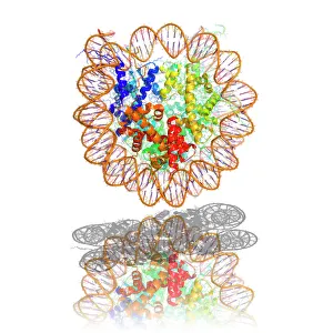 DNA Drucke: Nukleosommolekül