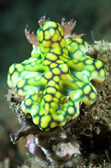 Nudibranch