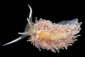 Nudibranch