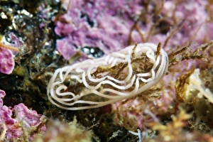 External Gills Marine Life Drucke: Nudibranch eggs