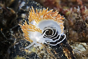 White Sea Marine Life Drucke: Nudibranch laying eggs