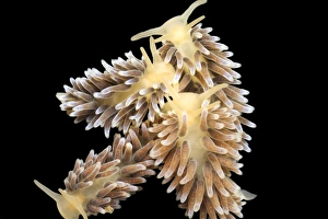 Ocean Wildlife Images Drucke: Nudibranchs