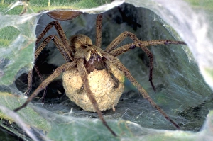 Pisaura Mirabilis Drucke: Nursery spider